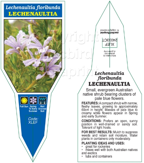 Picture of LECHENAULTIA FLORIBUNDA                                                                                                                               