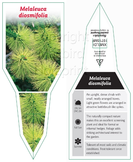 Picture of MELALEUCA DIOSMIFOLIA                                                                                                                                 