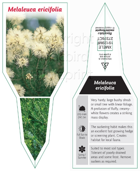Picture of MELALEUCA ERICIFOLIA                                                                                                                                  