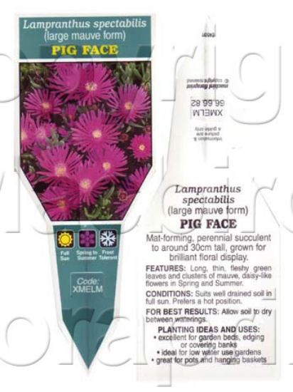 Picture of SUCCULENT LAMPRANTHUS SPECTABILIS LARGE MAUVE FORM                                                                                                    