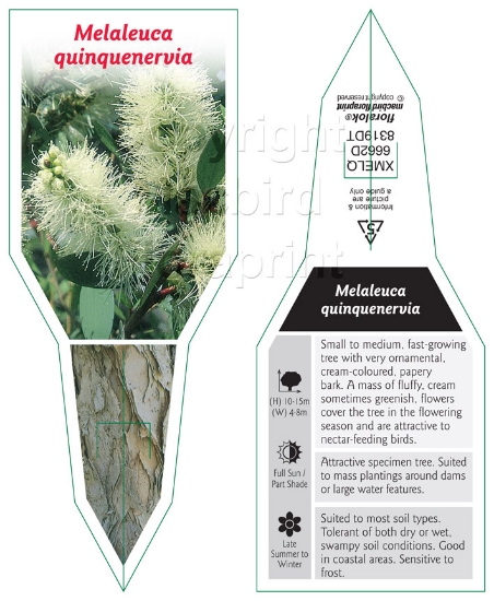 Picture of MELALEUCA QUINQUENERVIA                                                                                                                               