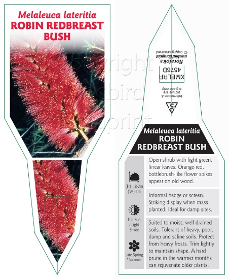 Picture of MELALEUCA LATERITIA ROBIN REDBREAST BUSH                                                                                                              