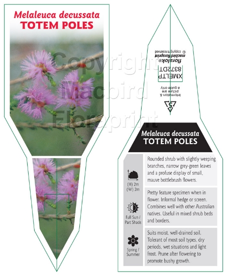 Picture of MELALEUCA DECUSSATA TOTEM POLES                                                                                                                       