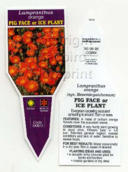 Picture of SUCCULENT LAMPRANTHUS ORANGE PIG FACE                                                                                                                 