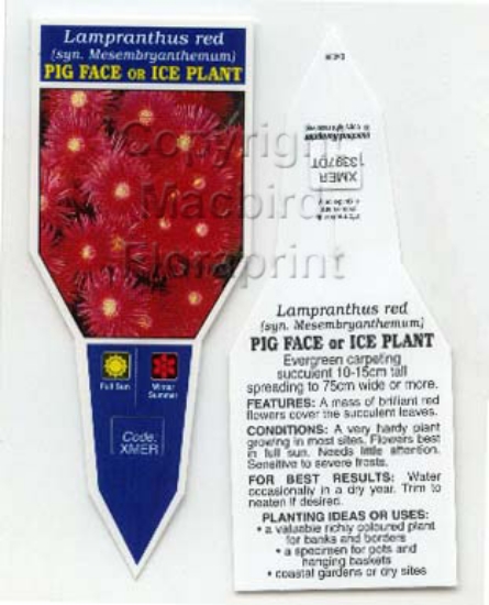 Picture of SUCCULENT LAMPRANTHUS RED PIG FACE OR ICE PLANT                                                                                                       