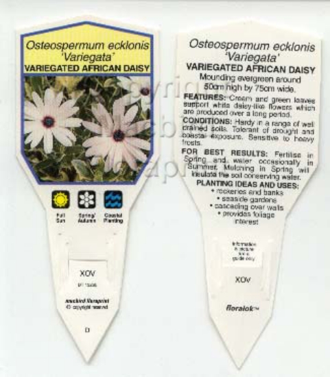 Picture of OSTEOSPERMUM ECKLONIS VARIEGATA                                                                                                                       
