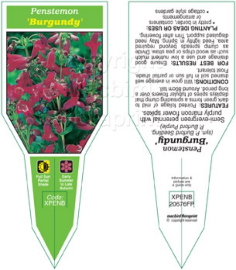 Picture of PENSTEMON BURGUNDY                                                                                                                                    