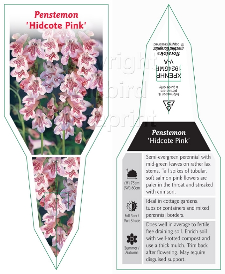 Picture of PENSTEMON HIDCOTE PINK                                                                                                                                