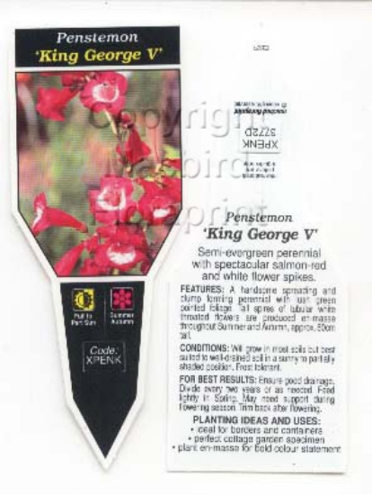 Picture of PENSTEMON KING GEORGE V                                                                                                                               