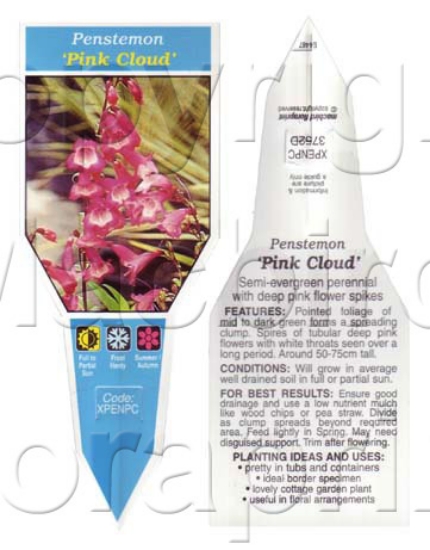 Picture of PENSTEMON PINK CLOUD                                                                                                                                  