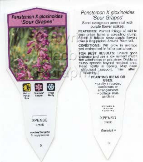 Picture of PENSTEMON GLOXINOIDES SOUR GRAPES                                                                                                                     