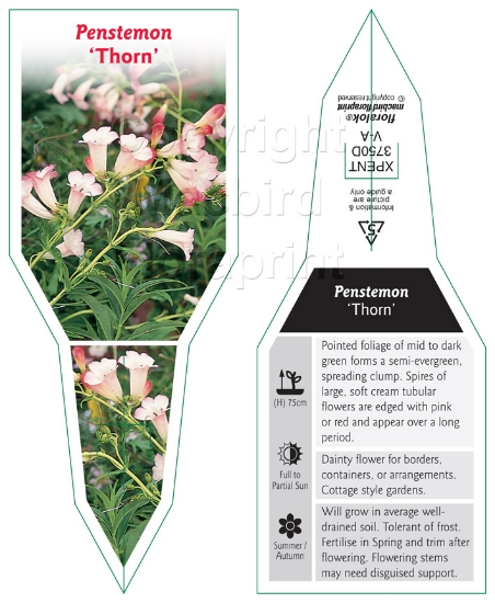 Picture of PENSTEMON THORN                                                                                                                                       