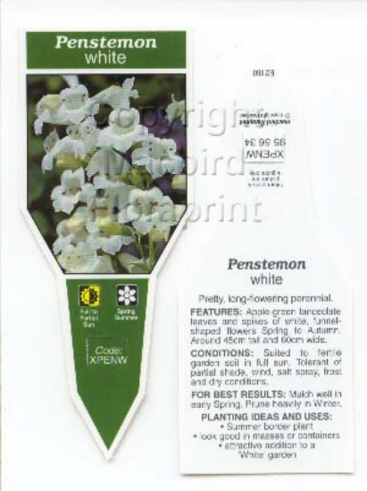 Picture of PENSTEMON WHITE                                                                                                                                       