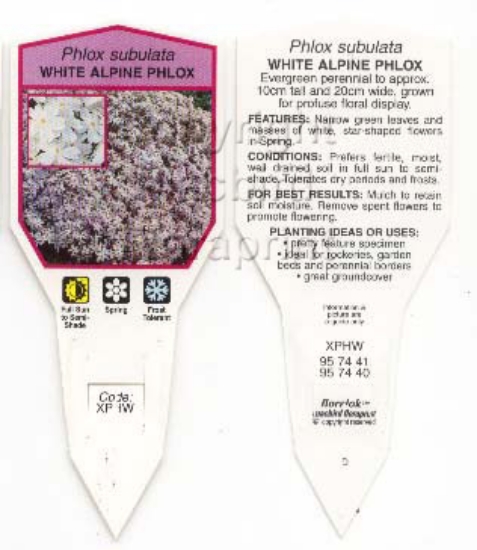 Picture of PHLOX SUBULATA WHITE ALPINE                                                                                                                           