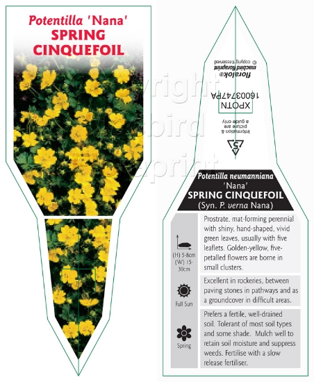 Picture of POTENTILLA NEUMANNIANA NANA SPRING CINQUEFOIL                                                                                                         
