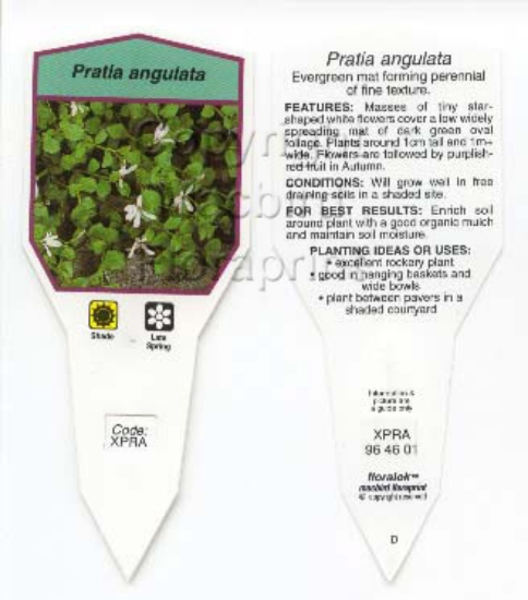 Picture of PRATIA ANGULATA                                                                                                                                       