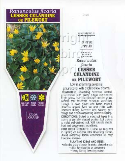 Picture of RANUNCULUS FICARIA LESSER CELANDINE                                                                                                                   
