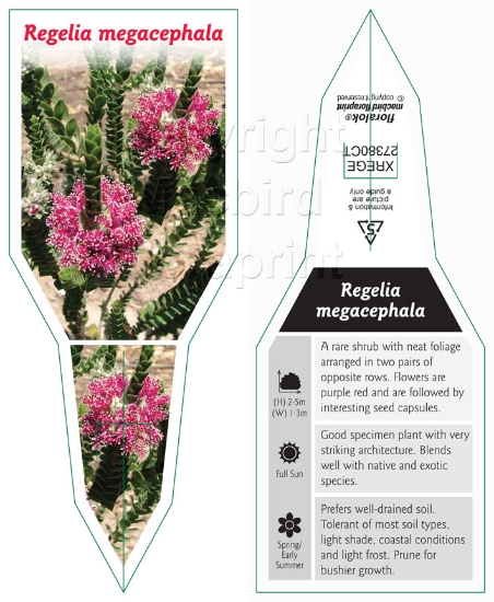 Picture of REGELIA MEGACEPHALA                                                                                                                                   