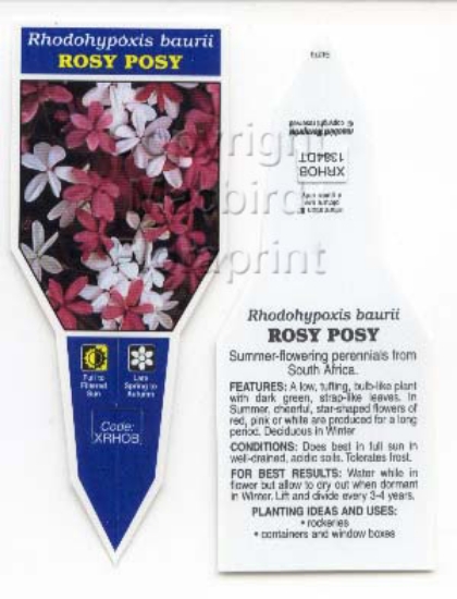 Picture of RHODOHYPOXIS BAURII ROSY POSY                                                                                                                         