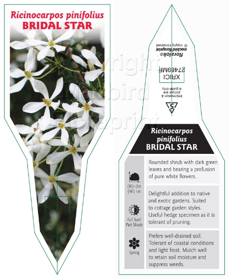 Picture of RICINOCARPOS PINIFOLIUS BRIDAL STAR                                                                                                                   