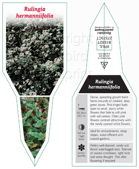Picture of RULINGIA HERMANNIIFOLIA                                                                                                                               