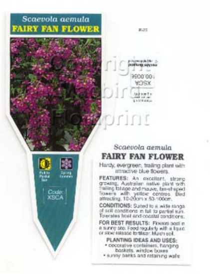 Picture of SCAEVOLA AEMULA FAIRY FAN FLOWER                                                                                                                      