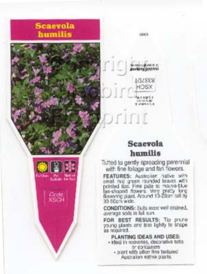 Picture of SCAEVOLA HUMILIS                                                                                                                                      