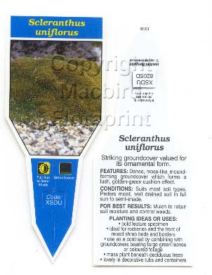 Picture of SCLERANTHUS UNIFLORUS                                                                                                                                 