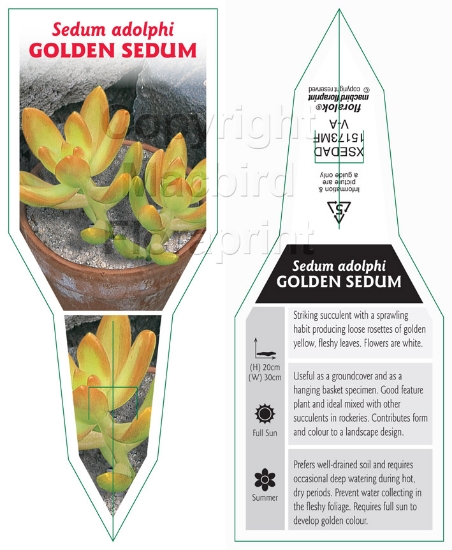 Picture of SUCCULENT SEDUM ADOLPHI GOLDEN SEDUM                                                                                                                  