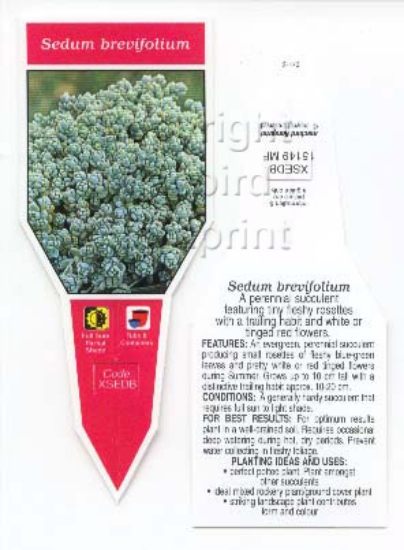 Picture of SUCCULENT SEDUM BREVIFOLIUM                                                                                                                           