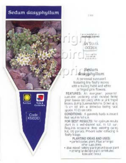 Picture of SUCCULENT SEDUM DASYPHYLLUM                                                                                                                           