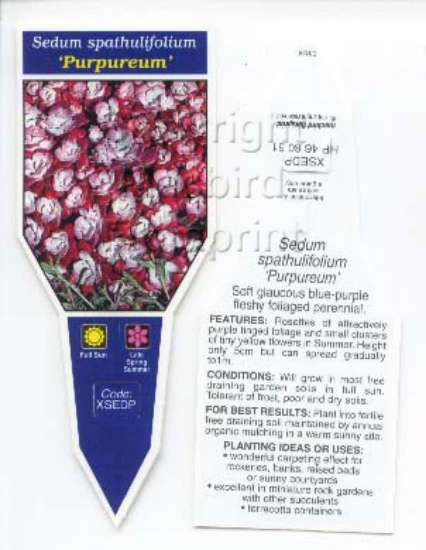 Picture of SUCCULENT SEDUM SPATHULIFOLIUM PURPUREUM                                                                                                              