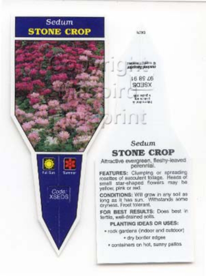 Picture of SUCCULENT SEDUM STONE CROP                                                                                                                            