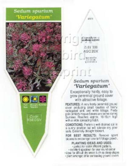 Picture of SUCCULENT SEDUM SPURIUM VARIEGATUM                                                                                                                    