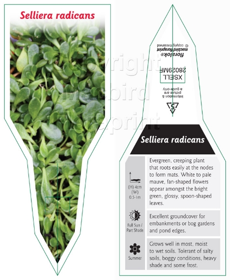 Picture of SELLIERA RADICANS                                                                                                                                     