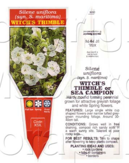 Picture of SILENE UNIFLORA (SYN S. MARITIMA) WITCH&#39;S THIMBLE                                                                                                 
