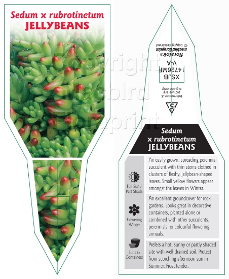 Picture of SUCCULENT SEDUM RUBROTINCTUM JELLYBEANS                                                                                                               