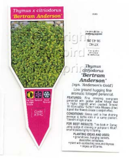 Picture of THYMUS CITRIODORUS BERTRAM ANDERSON (SYN ANDERSON                                                                                                     