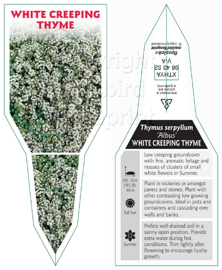 Picture of THYMUS SERPYLLUM ALBUS WHITE CREEPING THYME                                                                                                           