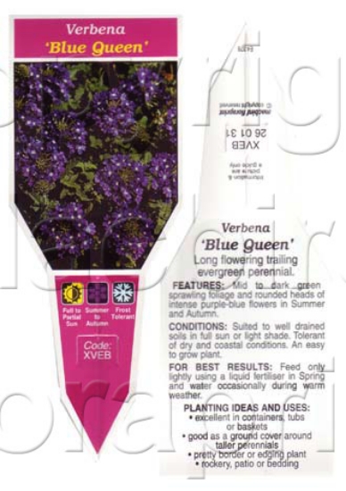 Picture of VERBENA BLUE QUEEN                                                                                                                                    