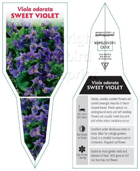 Picture of VIOLA ODORATA                                                                                                                                         