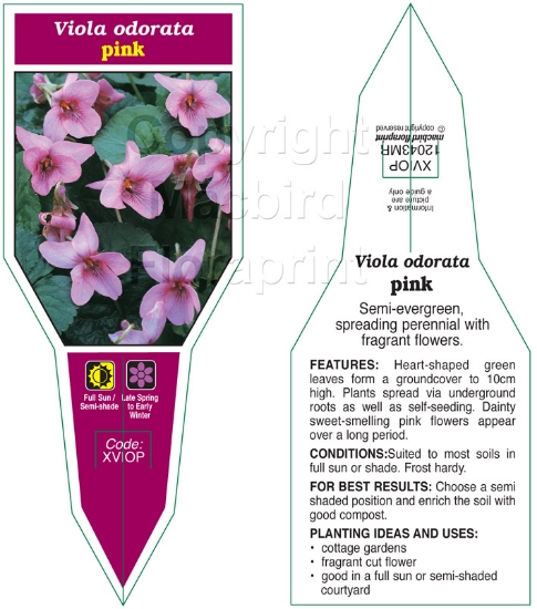 Picture of VIOLA ODORATA PINK                                                                                                                                    