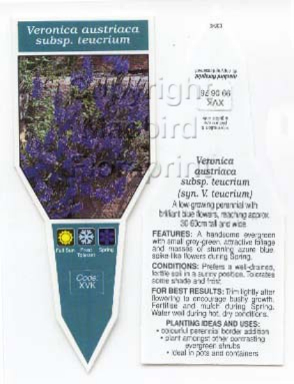Picture of VERONICA AUSTRIACA SUBSP TEUCRIUM                                                                                                                     