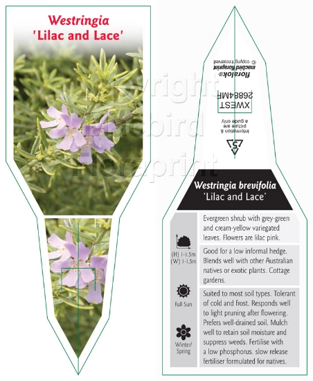 Picture of WESTRINGIA BREVIFOLIA LILAC AND LACE                                                                                                                  