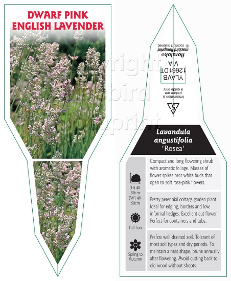 Picture of LAVANDULA ANGUSTIFOLIA ROSEA DWARF PINK LAVENDER                                                                                                      