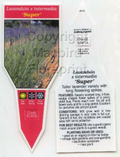 Picture of LAVANDULA INTERMEDIA SUPER LAVENDER                                                                                                                   