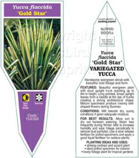 Picture of YUCCA FLACCIDA GOLD STAR VARIEGATED                                                                                                                   