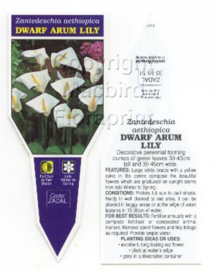 Picture of ZANTEDESCHIA AETHIOPICA DWARF ARUM LILY                                                                                                               