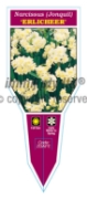 Picture of BULB JONQUIL ERLICHEER                                                                                                                                