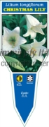 Picture of BULB LILIUM LONGIFLORUM CHRISTMAS LILY                                                                                                                